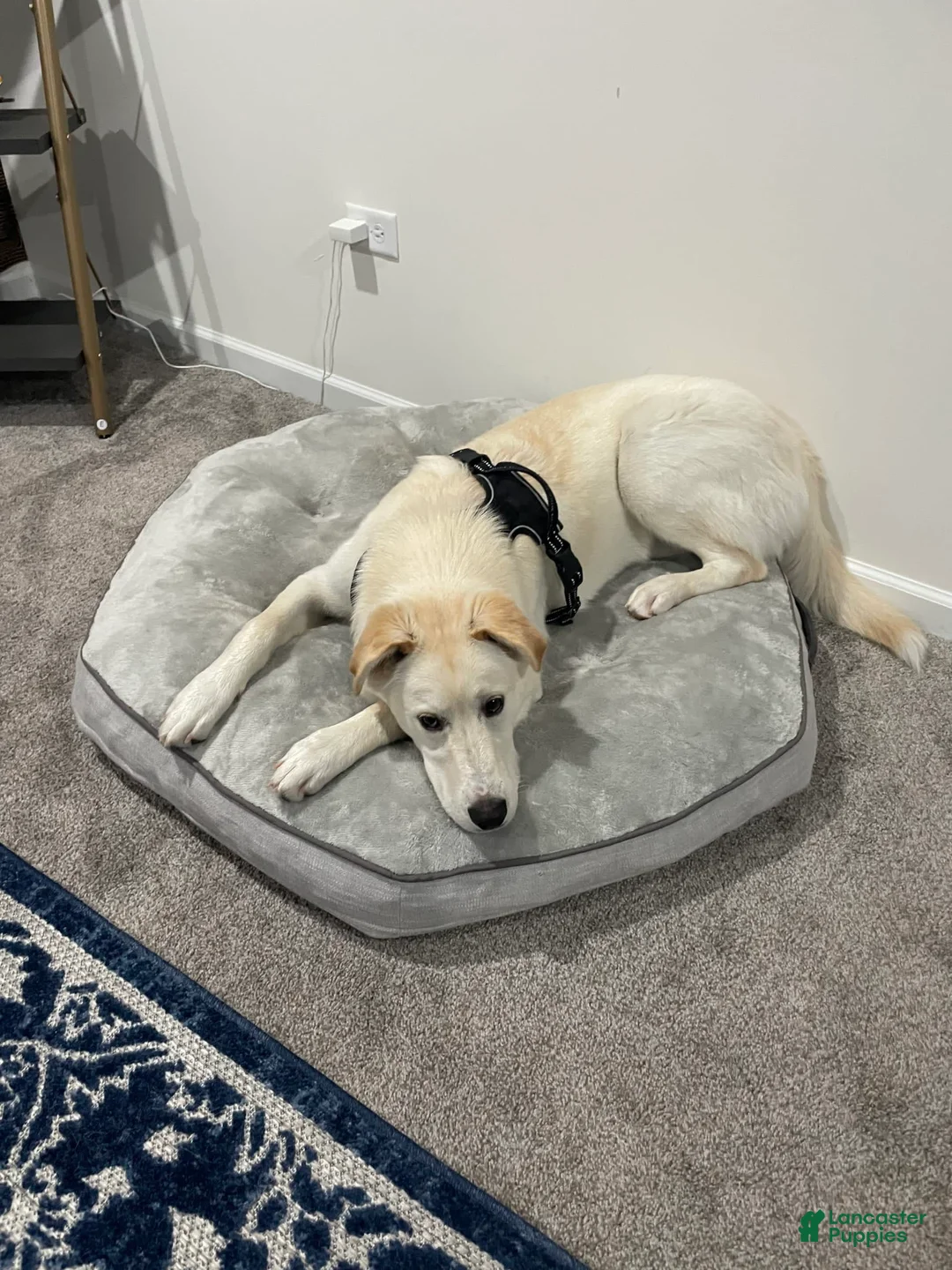 Gallery Image {{count}}