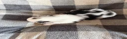 Australian Shepherd dogs for sale: Lily - Female 1 - Ad 2