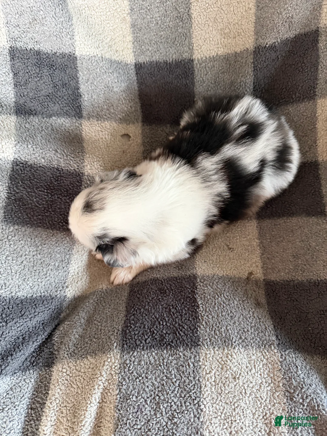 Australian Shepherd dogs for sale: Lily - Female 1 - Ad 2