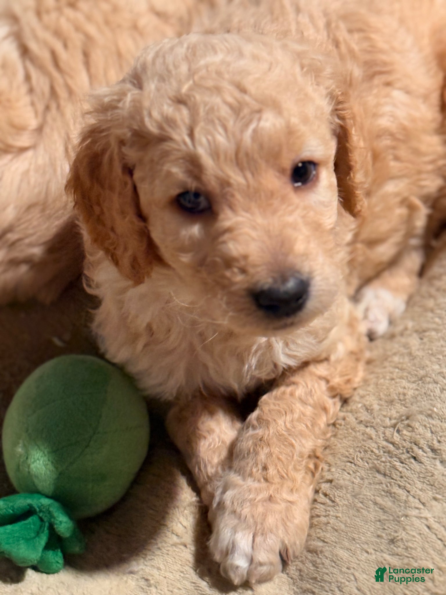 Goldendoodle dogs Goldendoodle Puppy 9 - Ad 41