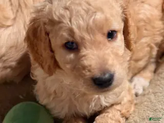 Goldendoodle dogs Goldendoodle Puppy 9 - Ad 41