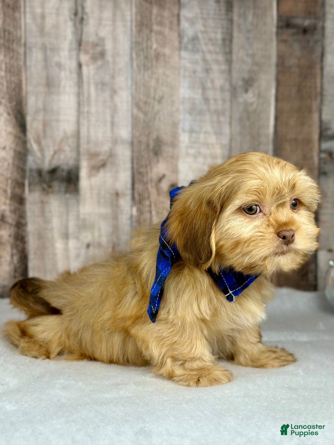 Shih Tzu dogs for sale: Boy Honey - Ad 2