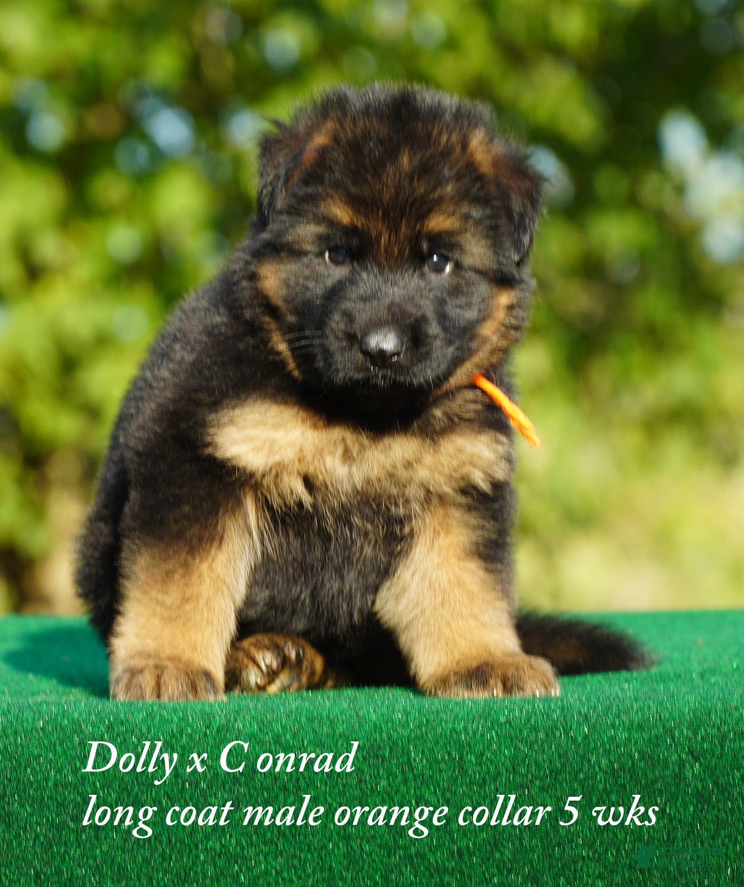 German Shepherd dogs German Shepherd orange collar - Ad 15