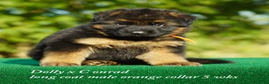 German Shepherd orange collar