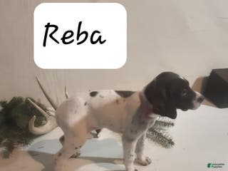 German Shorthaired Pointer dogs Reba - Ad 11