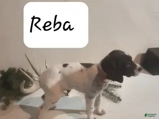 German Shorthaired Pointer dogs Reba - Ad 7