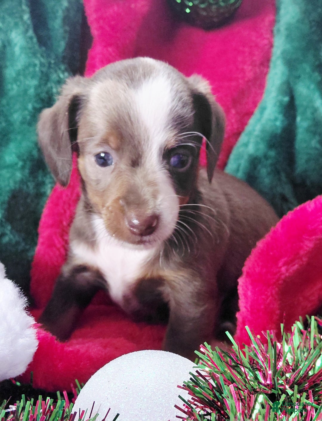 Miniature Dachshund dogs for sale: Miniature Dachshund Puppy 1 - Ad 1