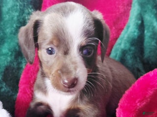 Miniature Dachshund dogs Miniature Dachshund Puppy 1 - Ad 6