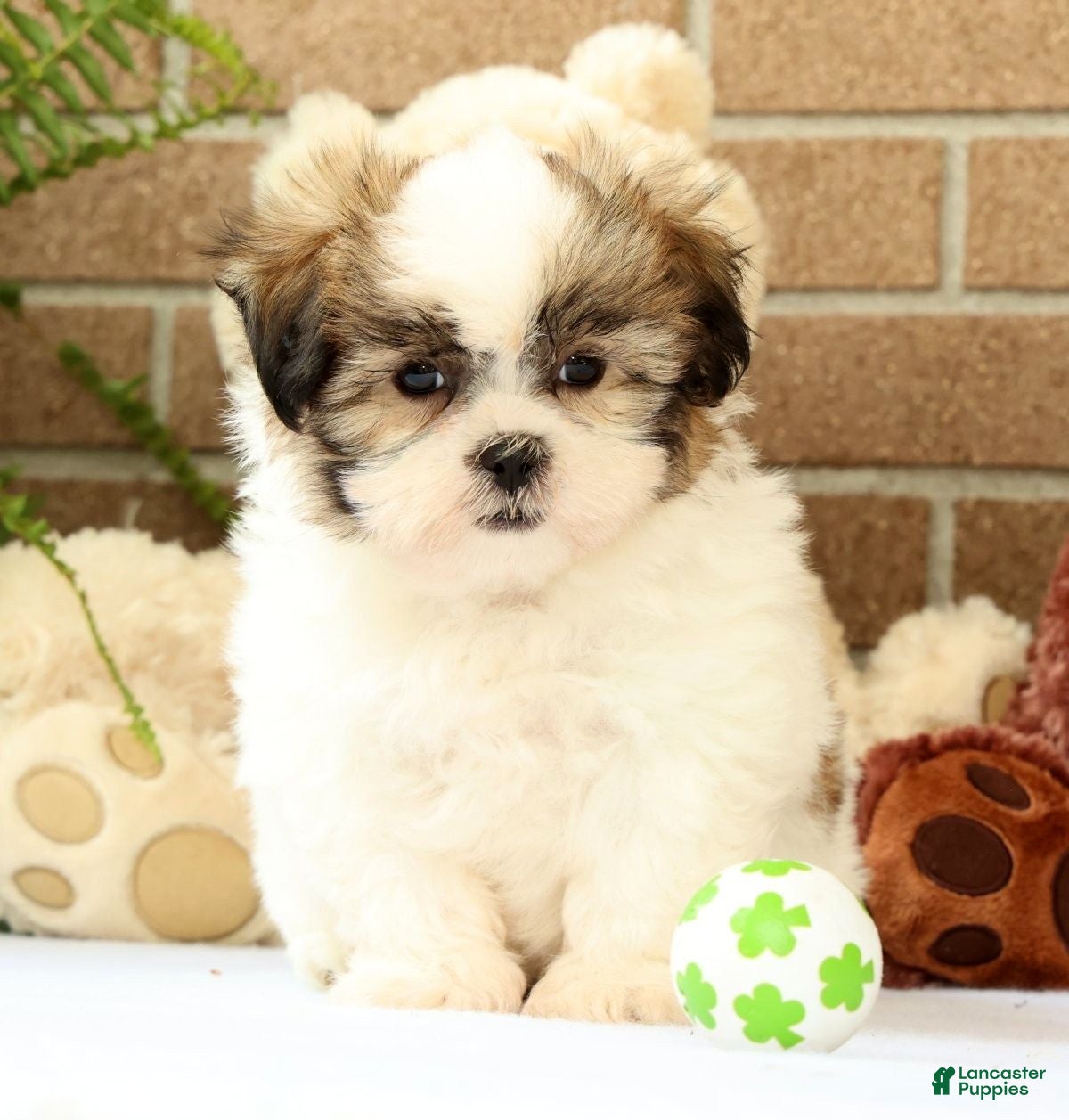 Malshi dogs Braxton - Ad 1