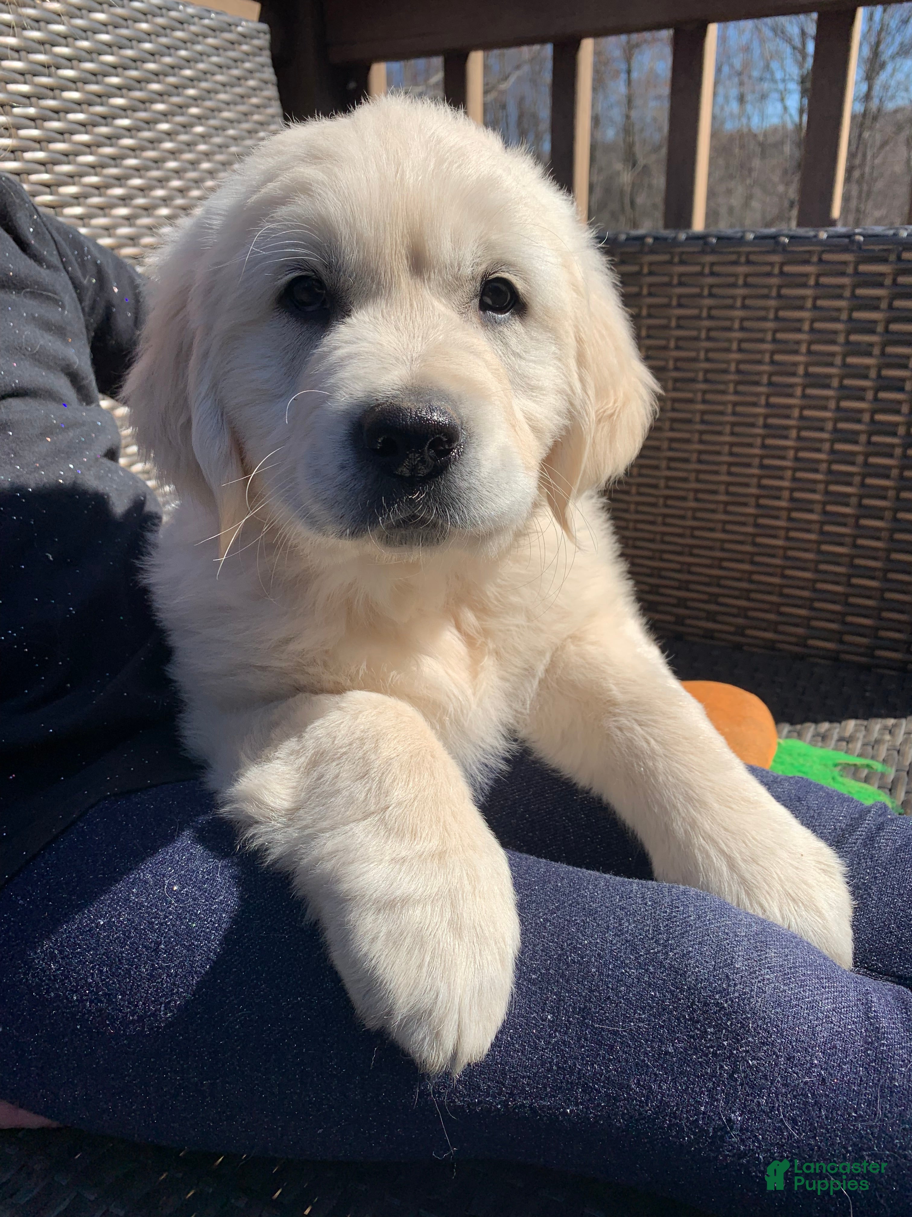 Golden Retriever dogs Duke - Ad 1