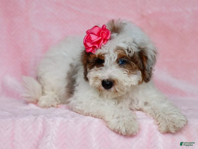 Mini Bernedoodle dogs Sombrina - Ad 1