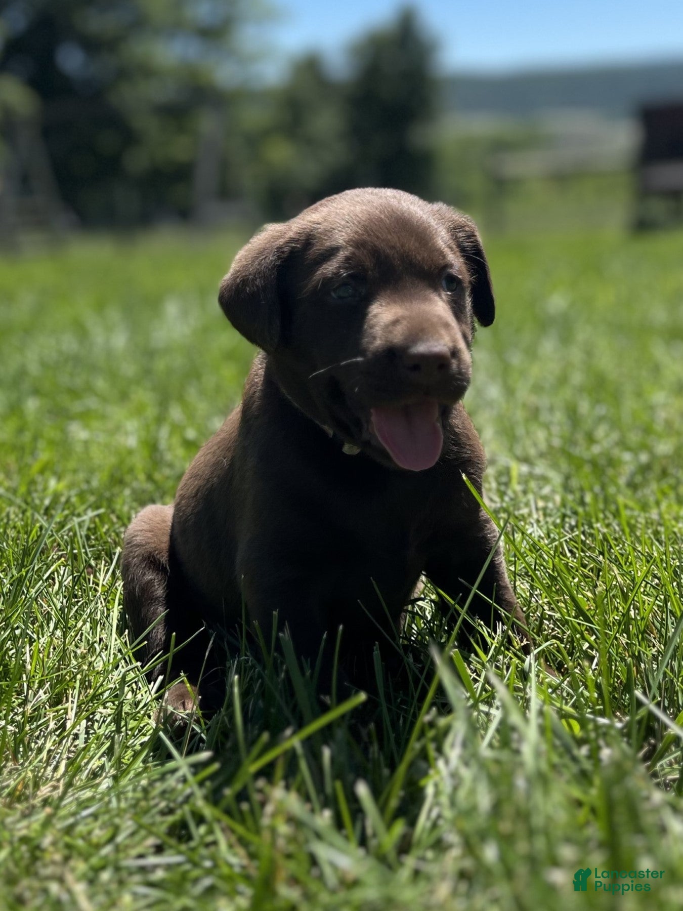 Labrador Retriever dogs for sale: Tucker - Ad 1