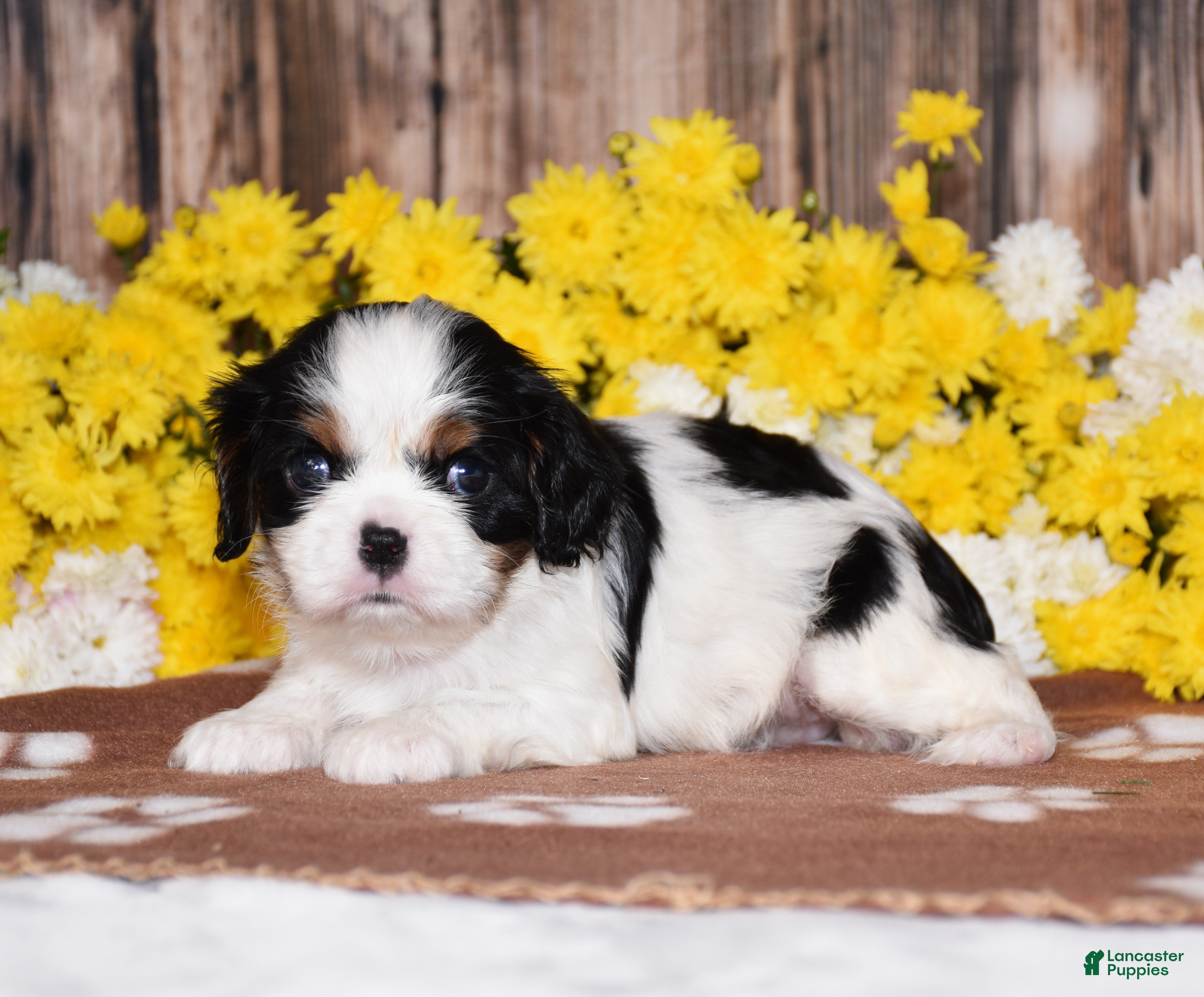Cavalier King Charles Spaniel dogs Ginger - Ad 1