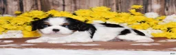 Cavalier King Charles Spaniel dogs for sale: Ginger - Ad 1