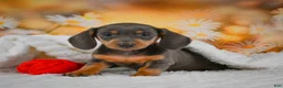Miniature Dachshund dogs for sale: Dory - Ad 9
