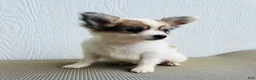 Papillon dogs for sale: Rocky - Ad 3