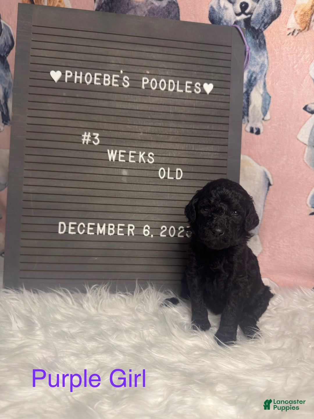 Standard Poodle dogs for sale: Standard Poodle Puppy 5 - Ad 12