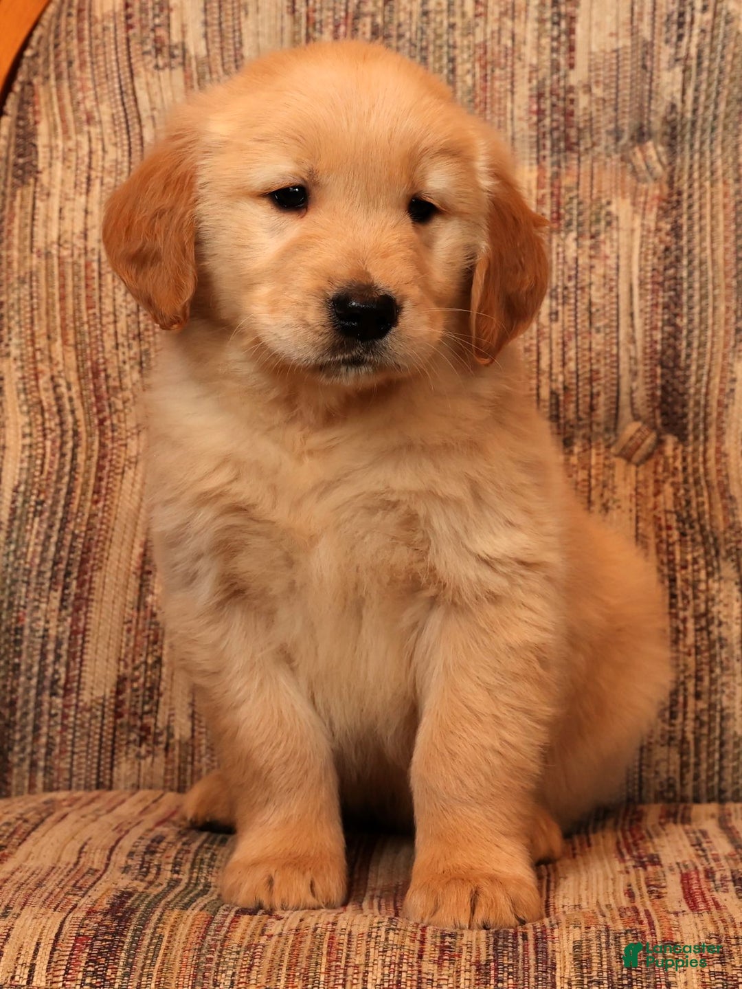 Golden Retriever dogs for sale: Dasher - Ad 7