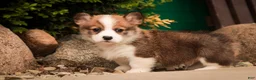 Welsh Corgi Pembroke dogs for sale: Ziggy - Ad 9