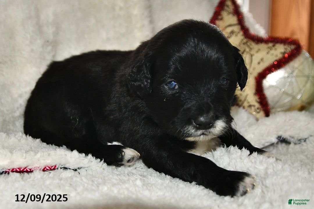 Portuguese Water Dog dogs for sale: Dimples - Ad 5