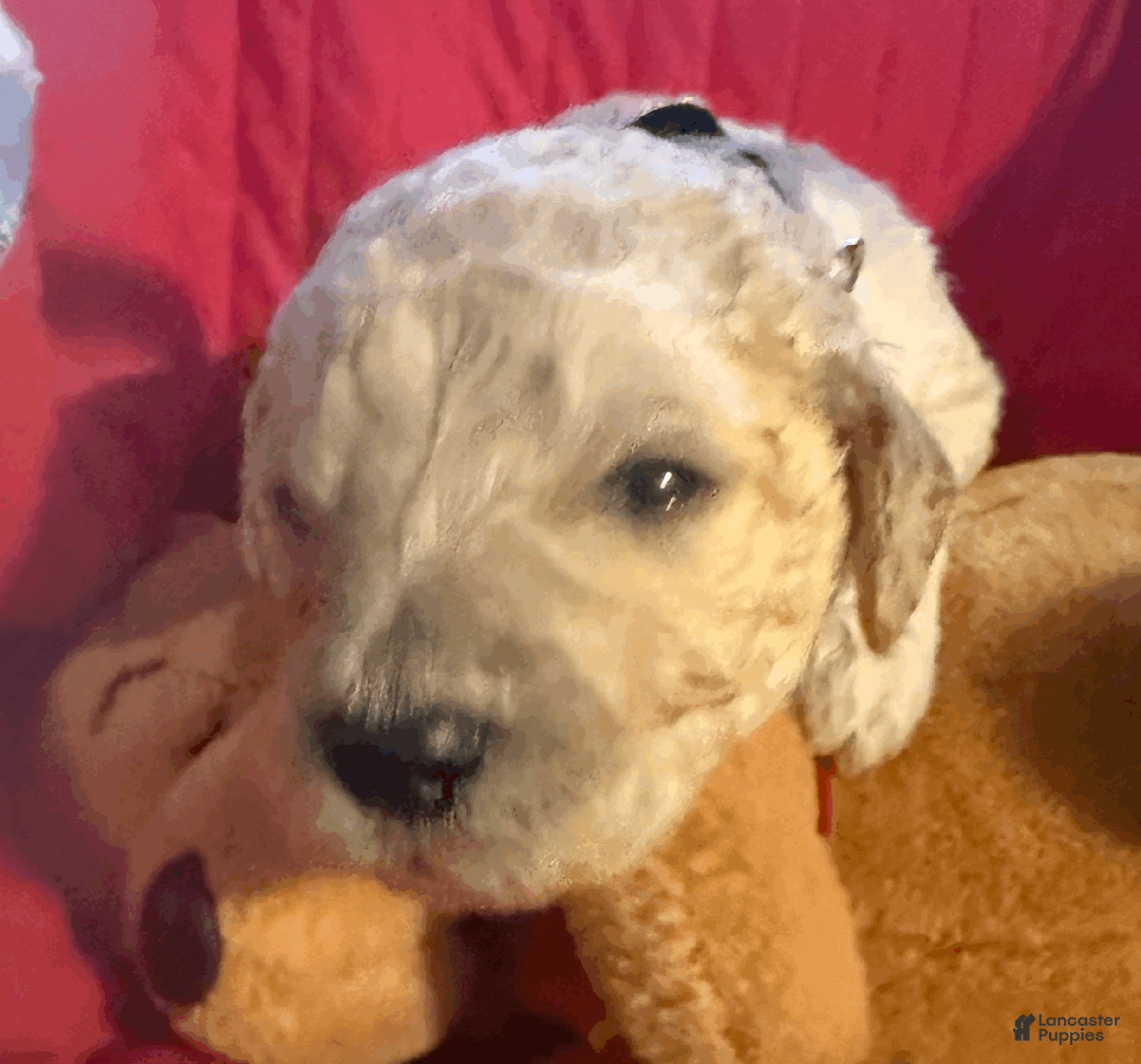 Goldendoodle dogs for sale: Black - Ad 3
