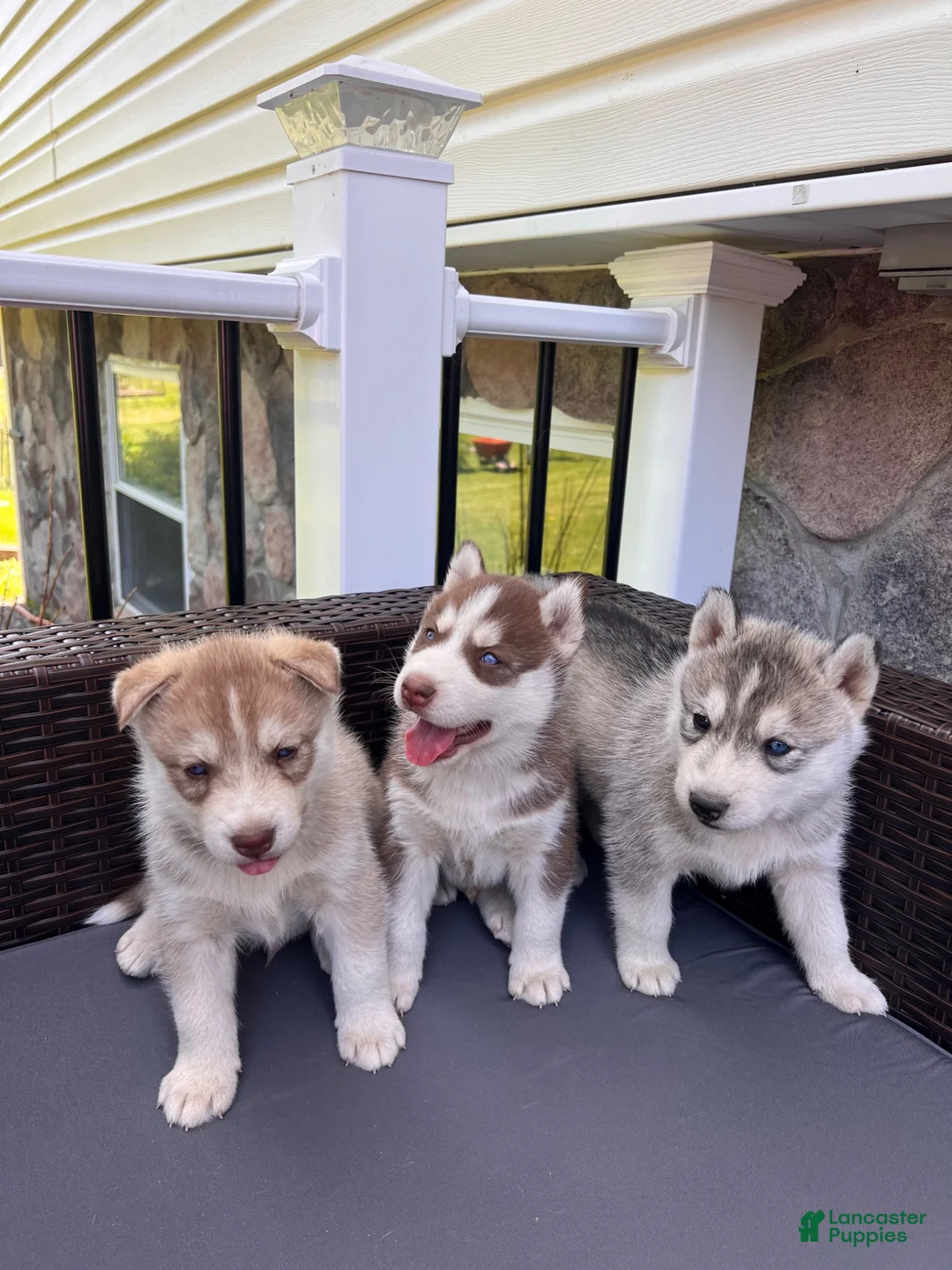 Siberian Husky dogs for sale: Max  - Ad 3