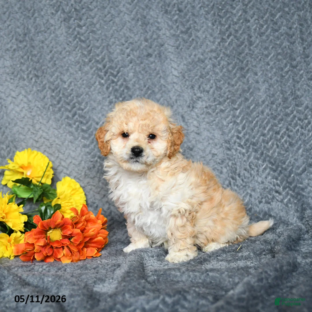 Maltipoo dogs for sale: Scout - Ad 2