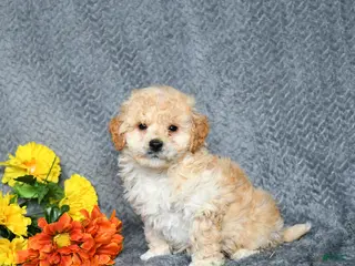 Maltipoo dogs for sale: Scout - Ad 4