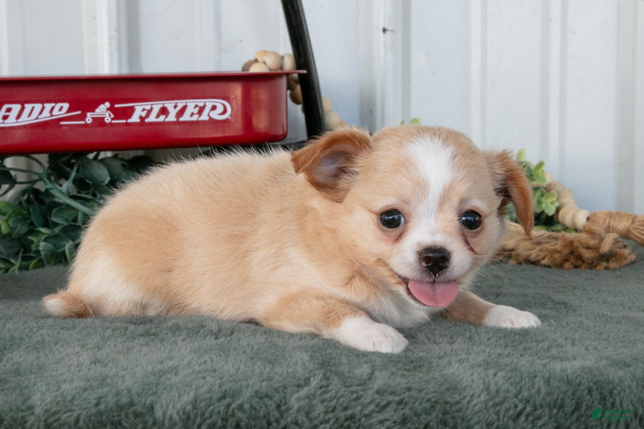 Chihuahua dogs Luna - Ad 1