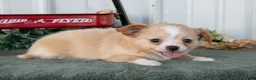 Chihuahua dogs for sale: Luna - Ad 1