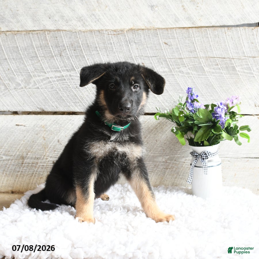 German Shepherd dogs Maverick - Ad 1