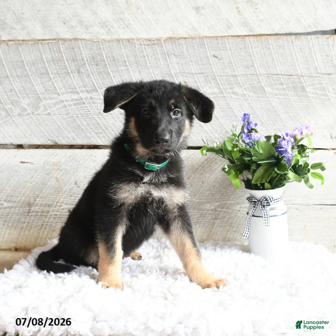 German Shepherd dogs for sale: Maverick - Ad 1