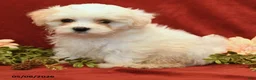 Maltipoo dogs for sale: Bailey - Ad 1
