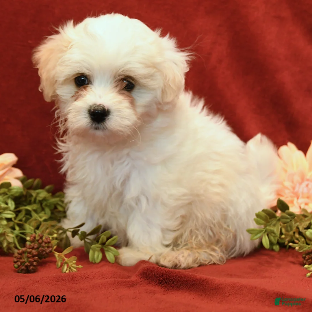 Maltipoo dogs for sale: Bailey - Ad 1