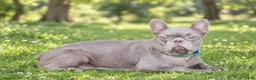 French Bulldog dogs for sale: Charlotte - Ad 5