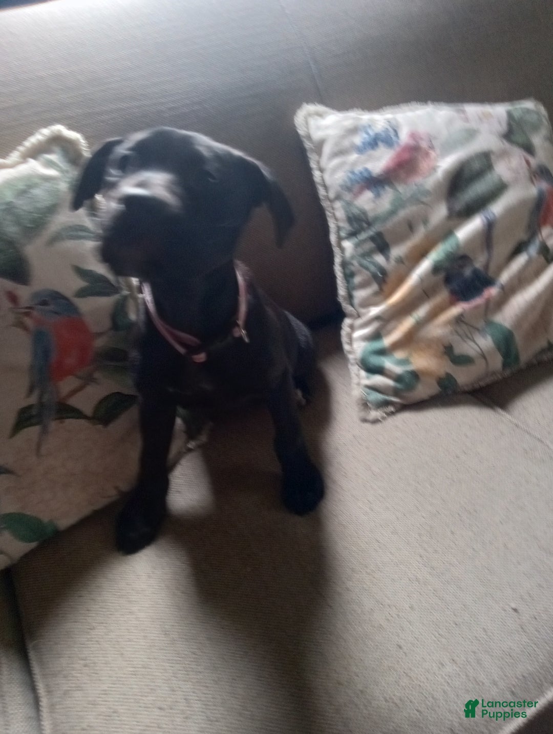 Mixed Breed dogs for sale: Jane  - Ad 2