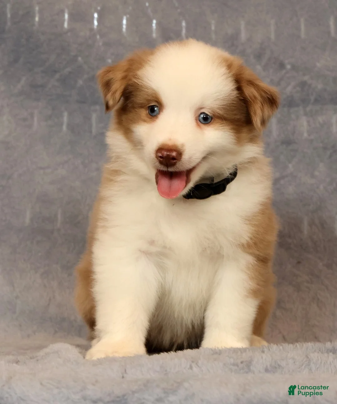 Miniature Australian Shepherd dogs for sale: Fritz - Ad 1