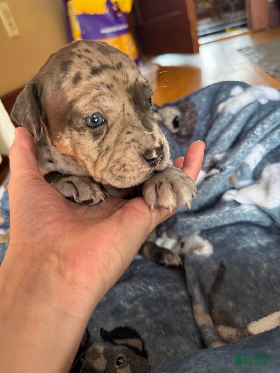 American Bully dogs for sale: Sandy(female) - Ad 12