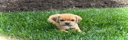 Puggle dogs for sale: Puggle 2 - Ad 2