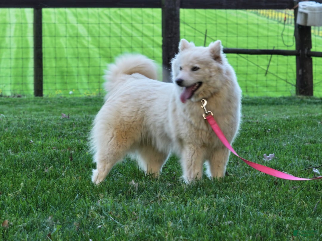 Pomsky dogs for sale: Miss Muffet - Ad 10