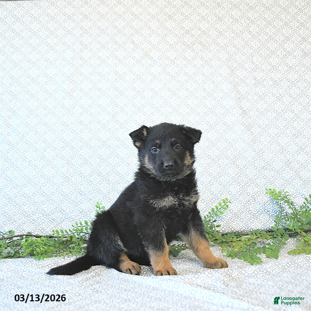 German Shepherd dogs for sale: Moose - Ad 1