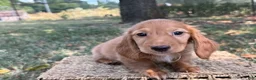 Miniature Dachshund dogs for sale: Dark cream  - Ad 3