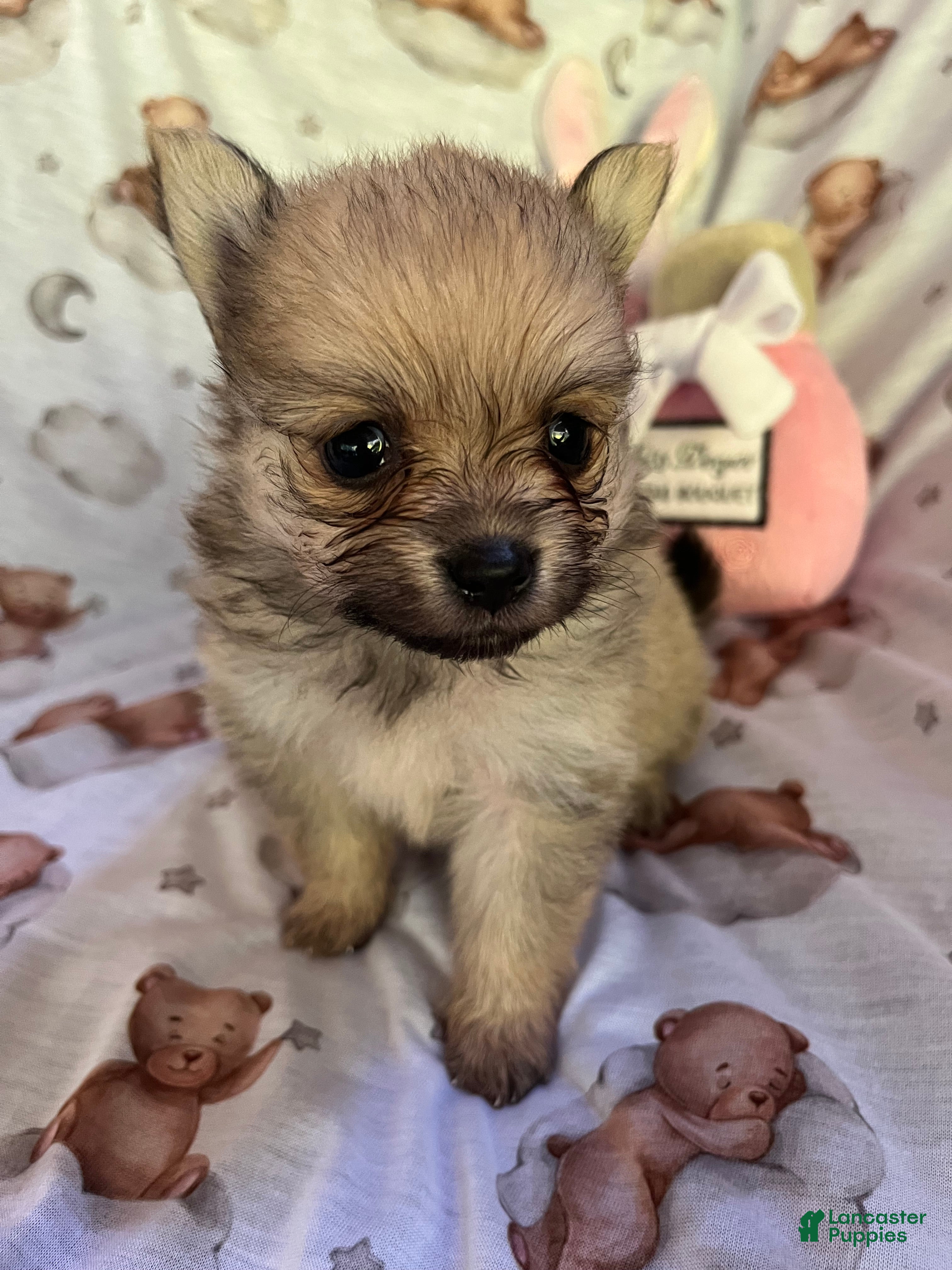 Pomeranian dogs Creme Sable Lady - Eevee F1 - Ad 1