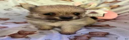 Pomeranian dogs for sale: Creme Sable Lady - Eevee F1 - Ad 1