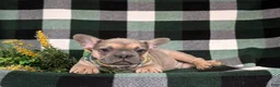 French Bulldog dogs for sale: Dudley - Ad 5