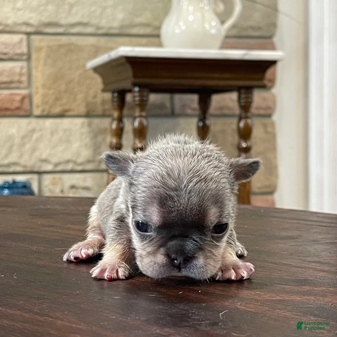 French Bulldog dogs for sale: Groot - Ad 26