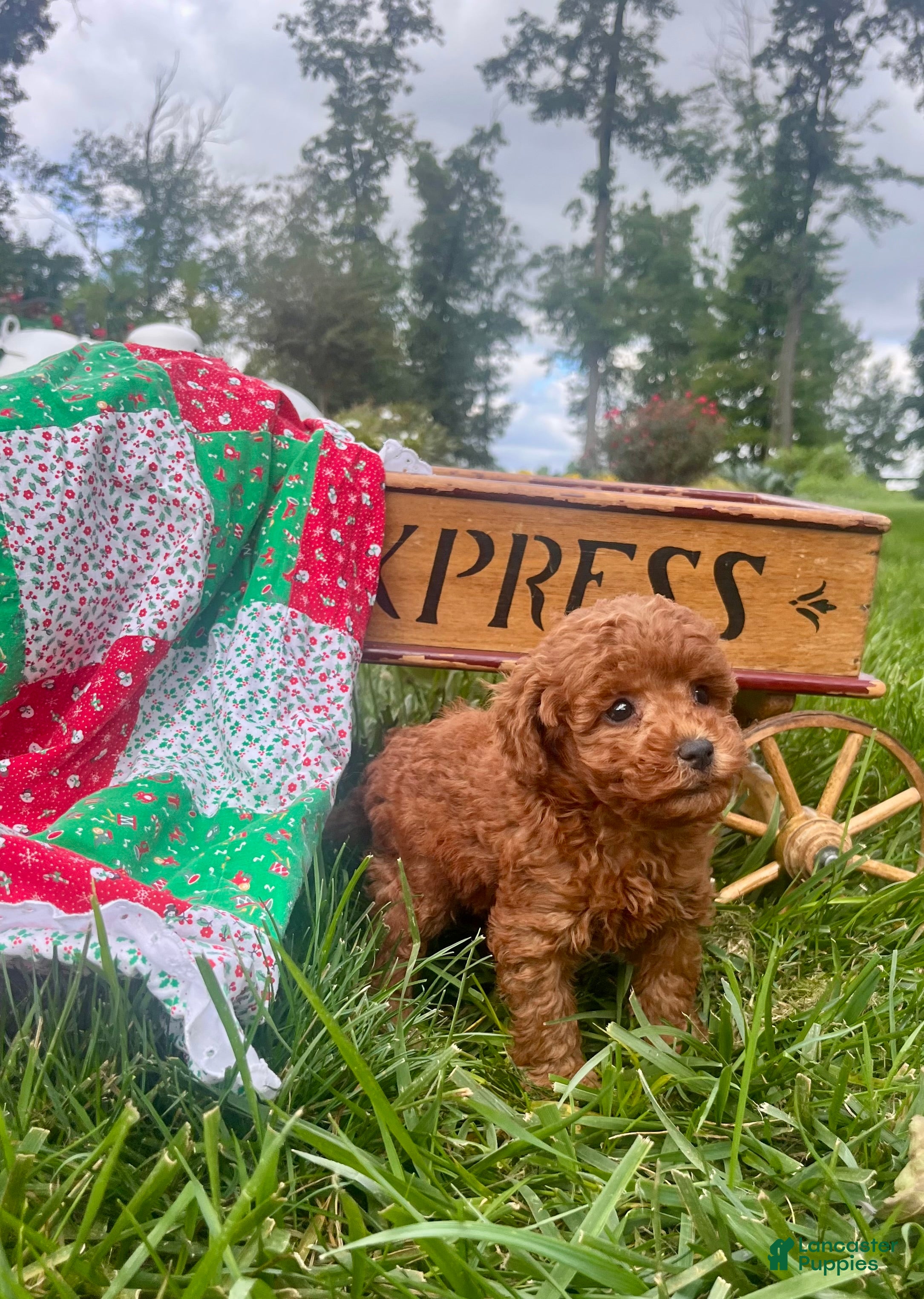 Miniature Poodle dogs Serena❤️AKC Genetic Tested - Ad 2