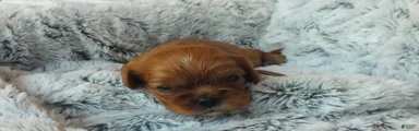 Cavalier King Charles Spaniel Puppy 3- Jewel