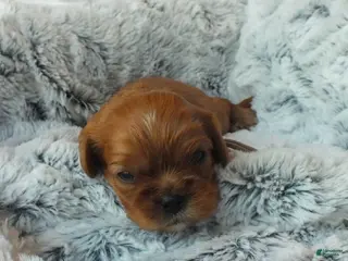 Cavalier King Charles Spaniel dogs Cavalier King Charles Spaniel Puppy 3- Jewel - Ad 14