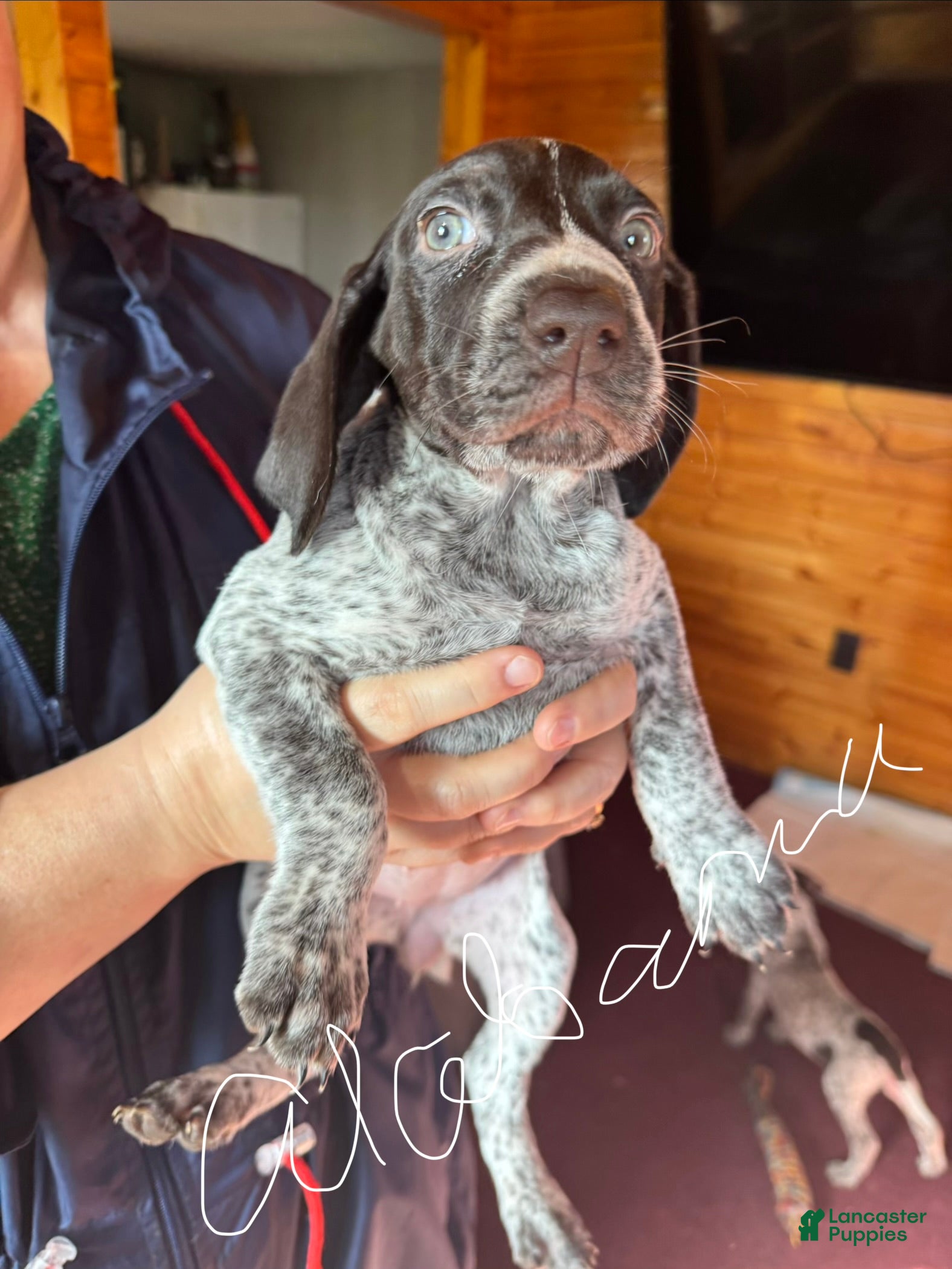 German Shorthaired Pointer dogs for sale: German Shorthaired Pointer Puppy 4 - Ad 2